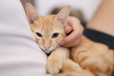 Portrait of cat lying down on man