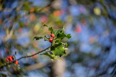 Close-up of berries on tree