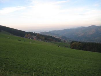 Scenic view of grassy field against sky