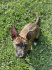 Portrait of an animal on grass