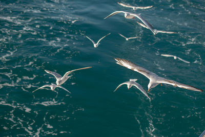Seagulls flying over sea
