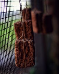 Close-up of snake hanging