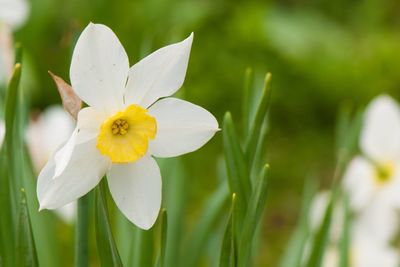 Close-up of white flowers blooming outdoors