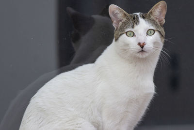 Close-up of a cat