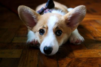 Close-up portrait of a dog