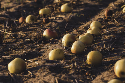 Close-up of fruits on field