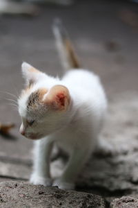 Close-up of a cat looking away