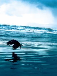 Bird flying over sea against sky