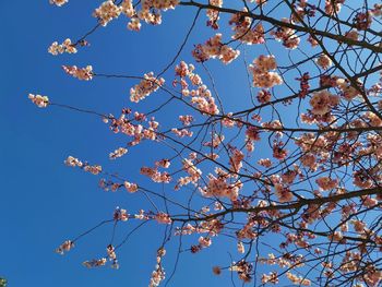 Low angle view of cherry blossoms against blue sky