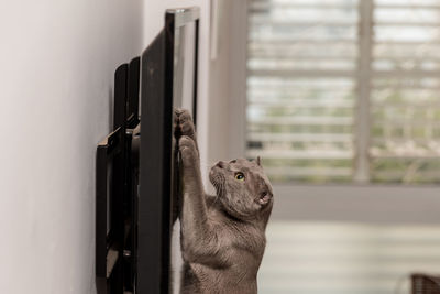 Side view of cat rearing up on television set at home