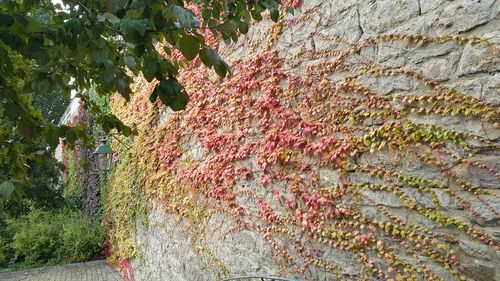 Close-up of ivy on wall