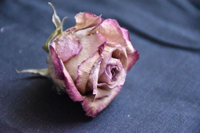 Close-up of pink rose on table