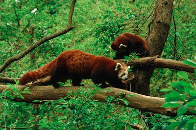 Red pandas on tree in forest
