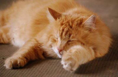 Close-up of cat sleeping