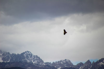 Low angle view of bird flying in mountains