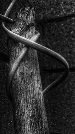 Close-up of metal tied up on tree trunk