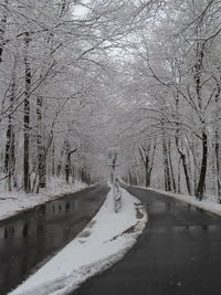 Snow covered land by bare trees in forest