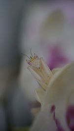 Close-up of insect on flower