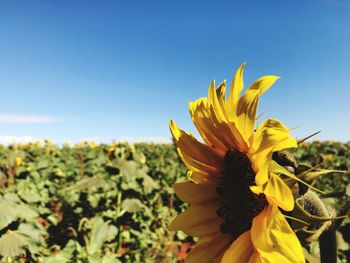 Close-up of sunflower against clear sky