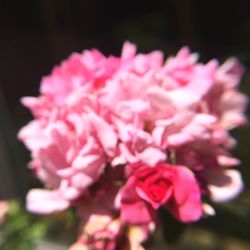 Close-up of pink flowers blooming outdoors