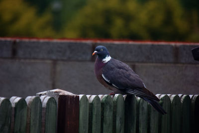 Close-up of bird perching on wood