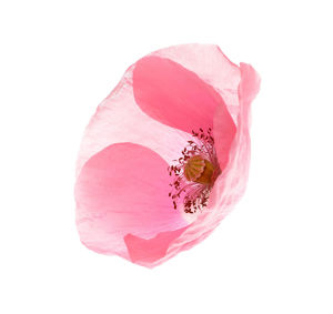 Close-up of insect on pink flower against white background