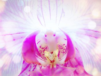 Close-up of pink flower blooming outdoors