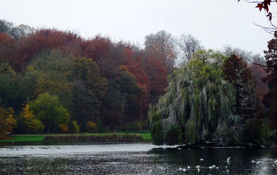 Reflection of trees in calm lake