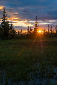 Plants growing on land against sky during sunset