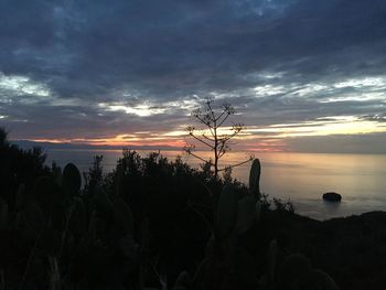 Silhouette plants by sea against sky during sunset