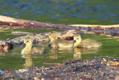 Ducks swimming in lake