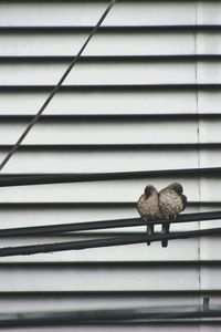 Birds perching on cable against wall