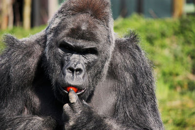 Portrait of male gorilla eating tomato at zoo