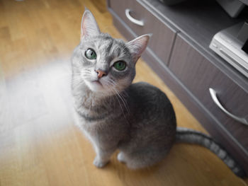 Portrait of cat sitting on floor