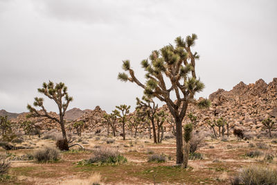 Joshua trees aside boulder piles on desert under overcast gray sky