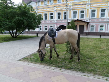 Horse grazing against building in lawn