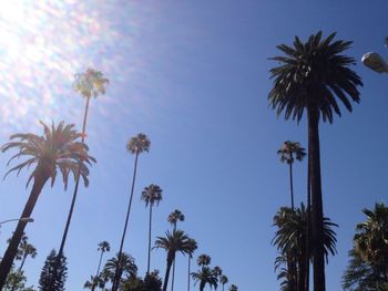 Low angle view of palm trees against sky