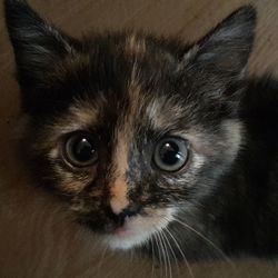 Close-up portrait of cat