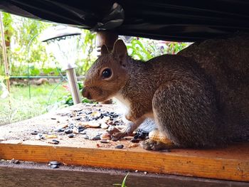 Close-up of squirrel