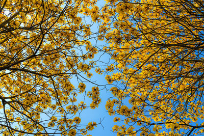 Low angle view of flowering tree against blue sky