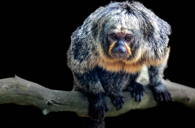 Close-up of a monkey looking away