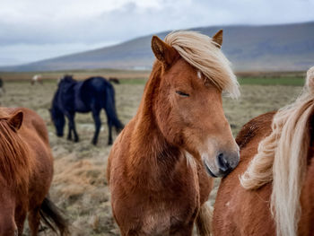 Horse standing on field in iceland