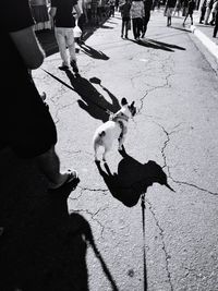 High angle view of dog on street