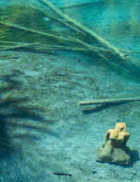 Man swimming in sea