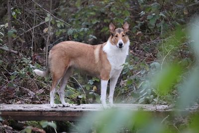 Portrait of dog standing in forest