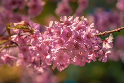 Close-up of pink cherry blossoms in spring