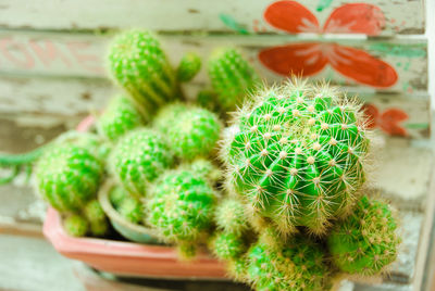 Close-up of succulent plant in pot