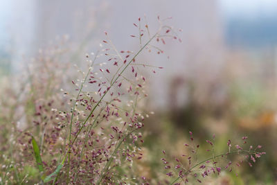 Close-up of plants against blurred background