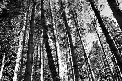 Low angle view of bamboo trees in forest