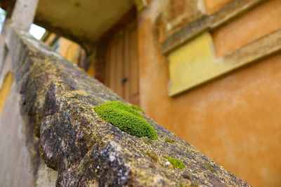 Low angle view of moss on wall